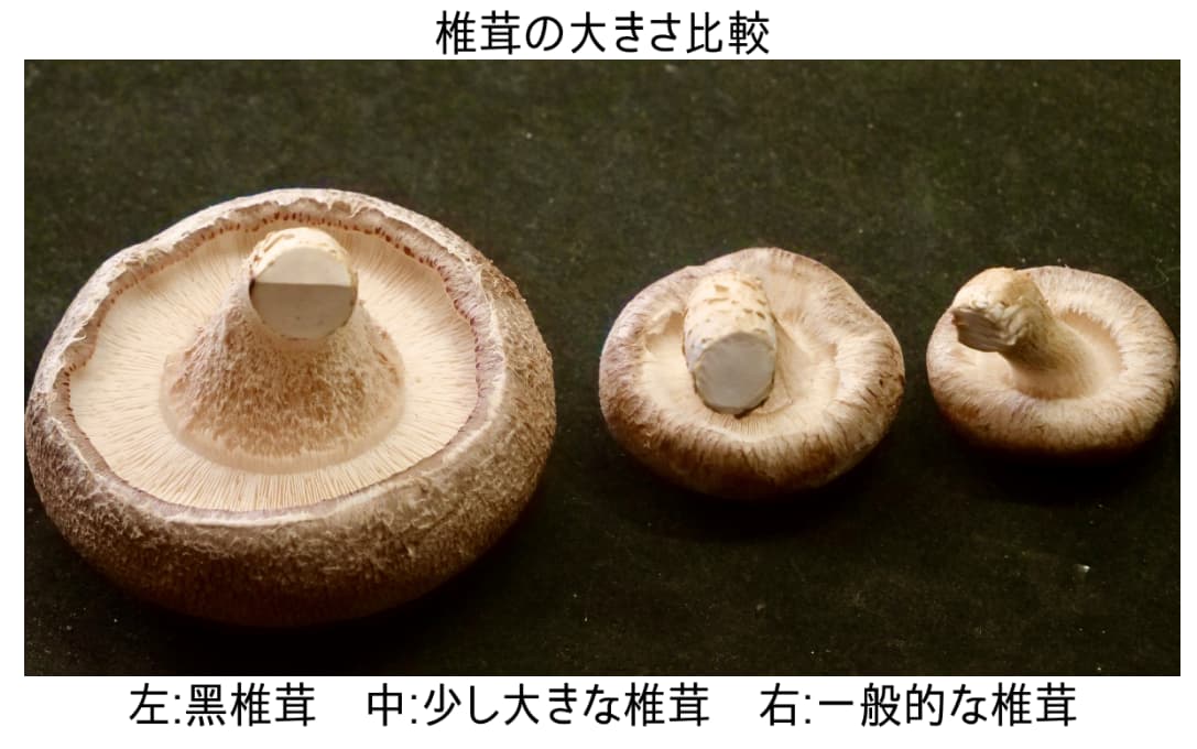 商品イメージ
