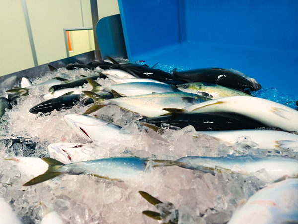 朝〆！極上お刺身用旬ぶり ロイン2点セット（腹身・背身計800g）