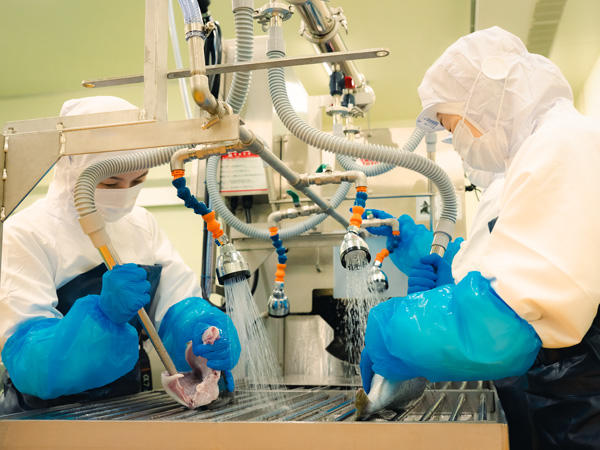 朝〆！極上お刺身用旬ぶり ロイン2点セット（腹身・背身計800g）