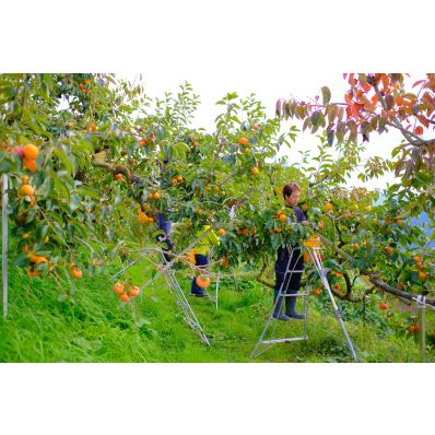 シャープ公式通販】 奈良県産たねなし柿（2L12玉）|Y9-CLPG01 ｜COCORO