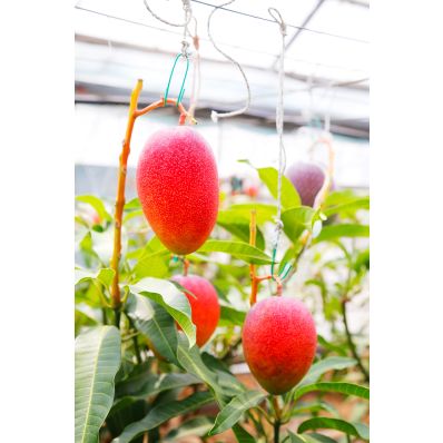 シャープ公式通販】 【予約販売】高糖度 高知県産アップルマンゴー
