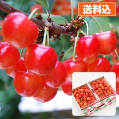 【予約販売】名産地山形県産さくらんぼ 佐藤錦(秀品・500g×2)