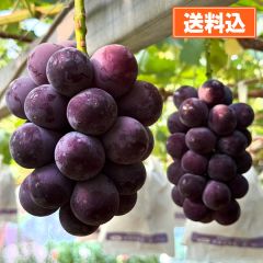 【全国ぶどう選手権最高金賞受賞農園】三重県ファーム雪岡 種なし巨峰 （1㎏2～3房）