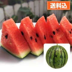 こだわりの栽培方法 高知県産西島スイカ 中(2.2kg)